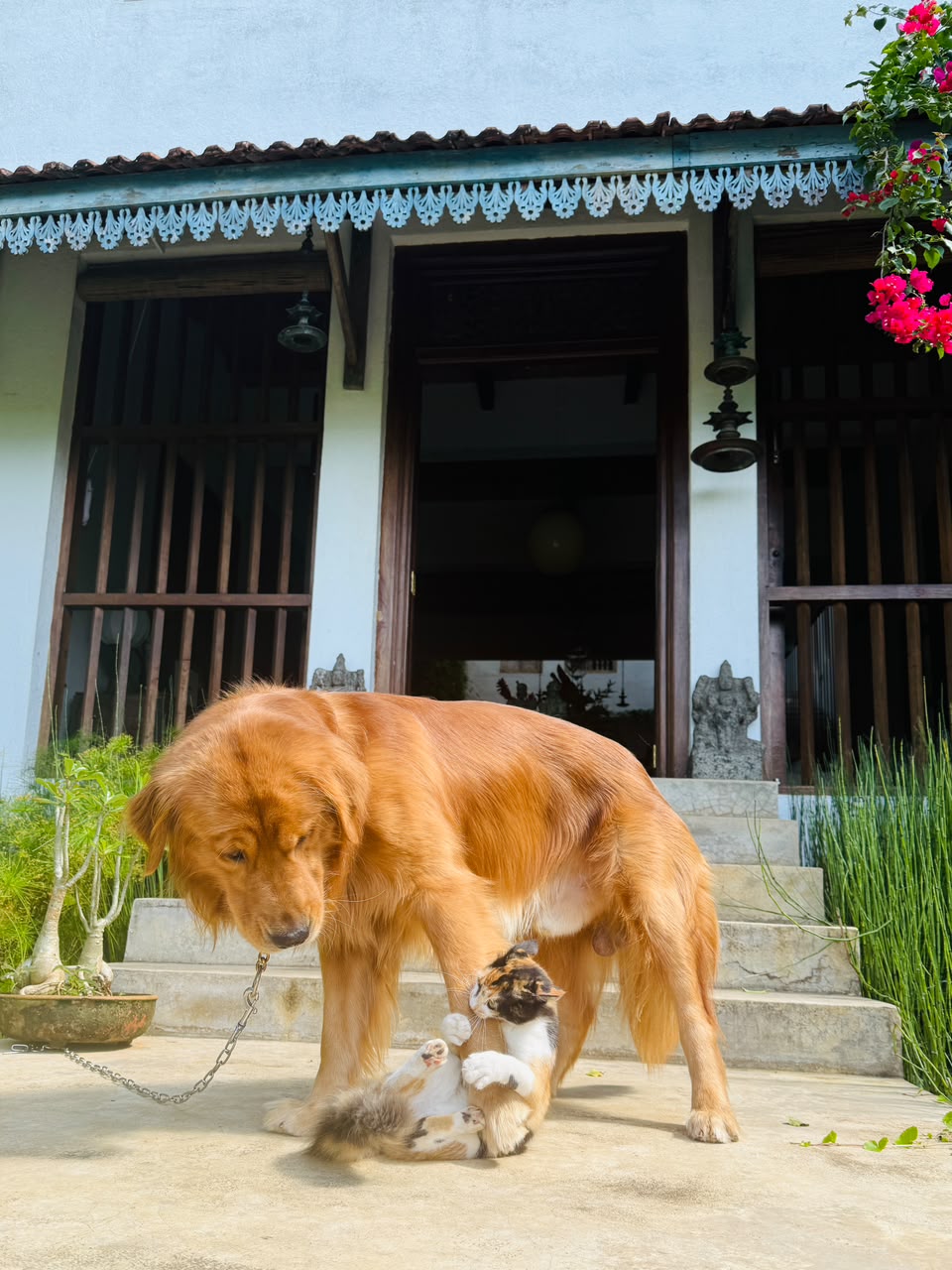 Hazel and Whiskey, the resident pets at GODDESS